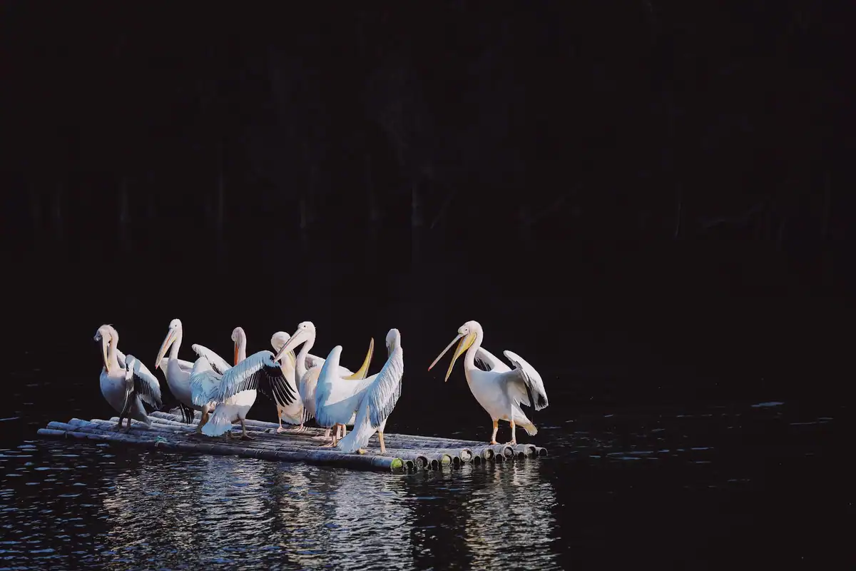 Grup de pelicani care se odihnesc pe o plută pe un lac, la apus