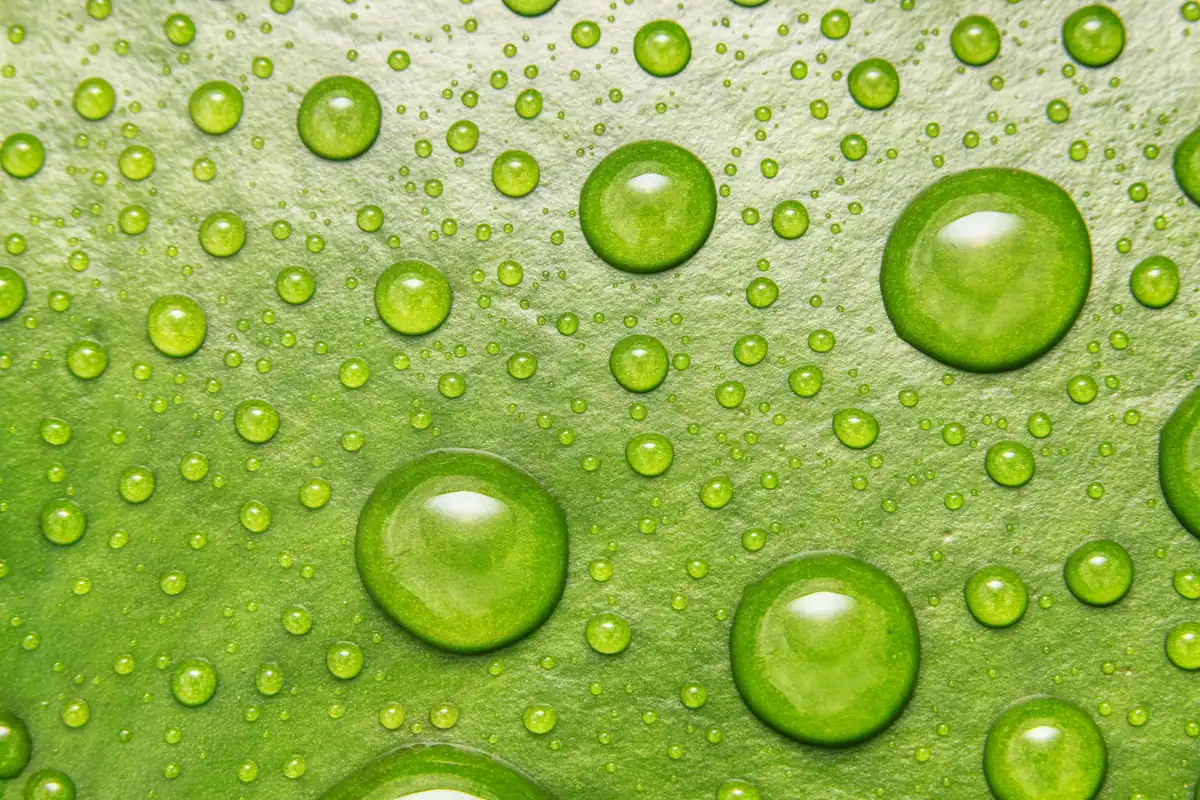 Picături de apă pe o frunză verde, fotografiate de foarte aproape