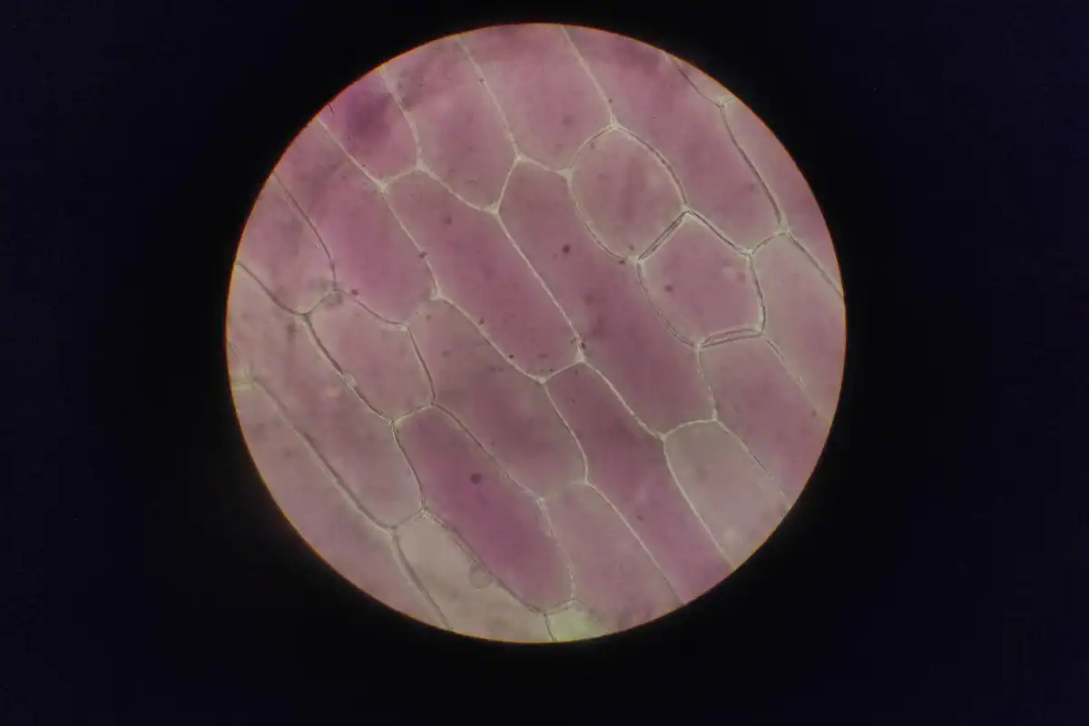Celule de epidermă de ceapă văzute la microscop