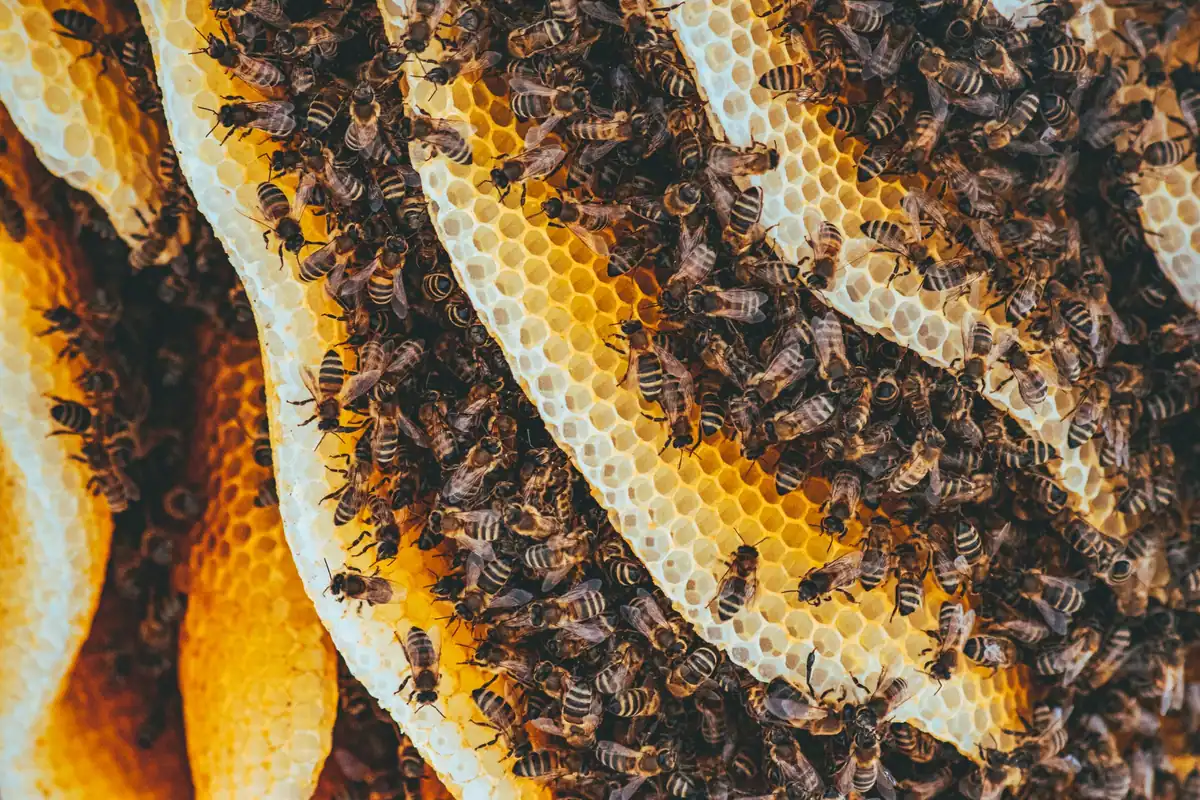 Albine pe faguri, exemplu de comportament social la insecte
