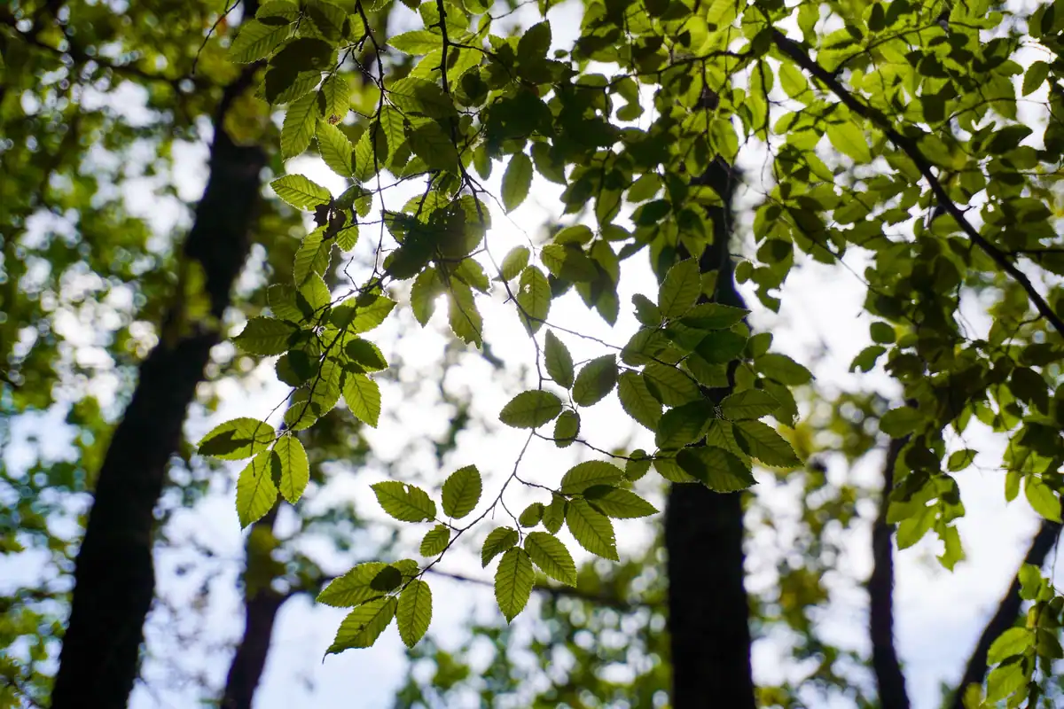 Lumina soarelui care trece prin frunze verzi într-o pădure