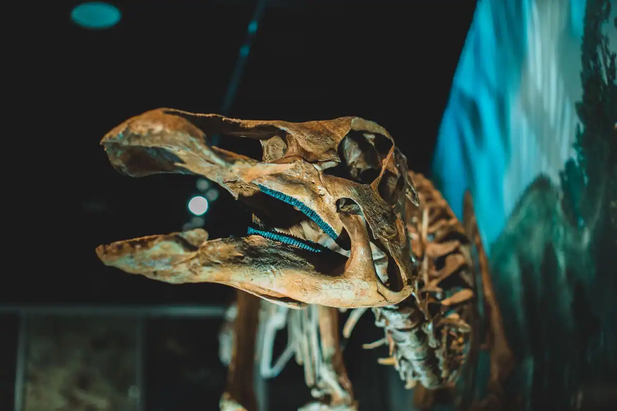 Schelet de dinozaur expus într-un muzeu