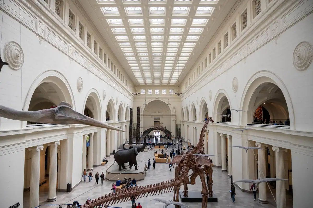 Schelete de dinozauri expuse într-o sală mare de muzeu