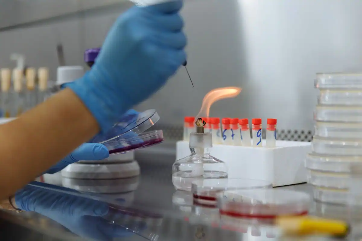 Cercetător care face un experiment cu plăci Petri și un bec Bunsen