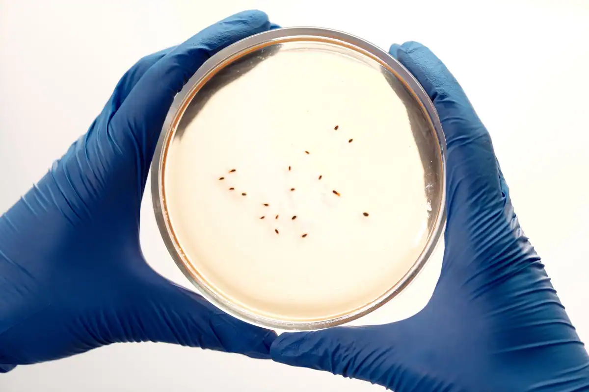 Mâini cu mănuși albastre care țin o placă Petri cu colonii de bacterii